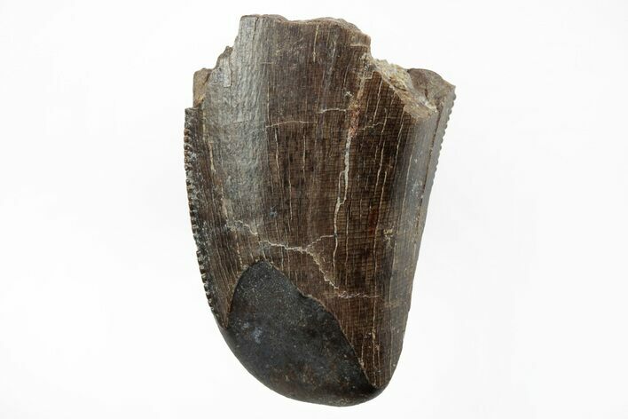 Serrated Tyrannosaur Tooth - Feeding Worn Tip #217191